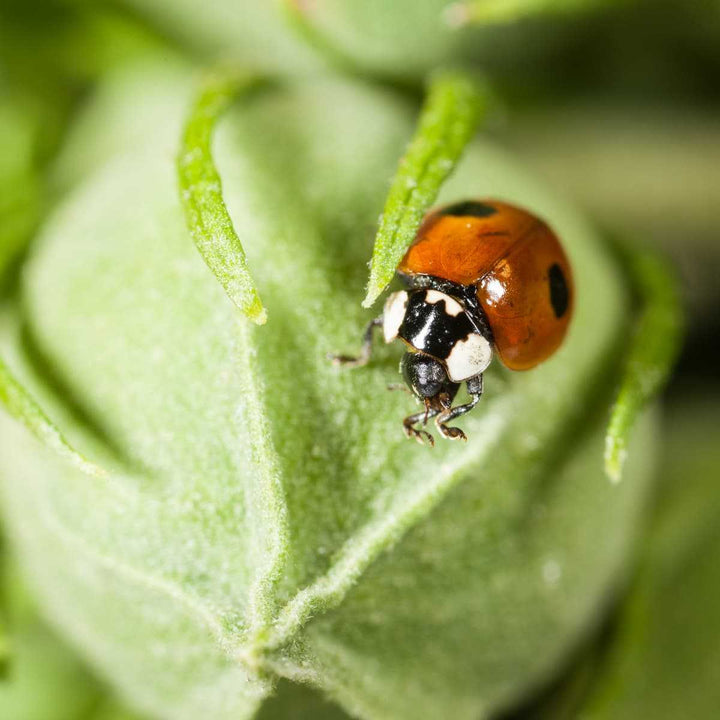 Larves et oeufs de coccinelle européenne anti pucerons