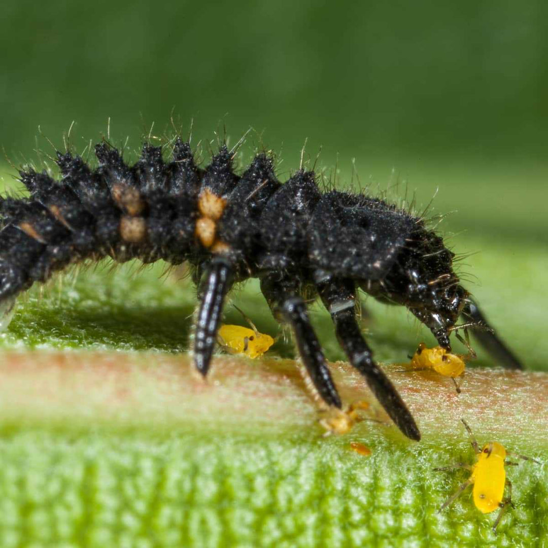 Larves et oeufs de coccinelle européenne anti pucerons